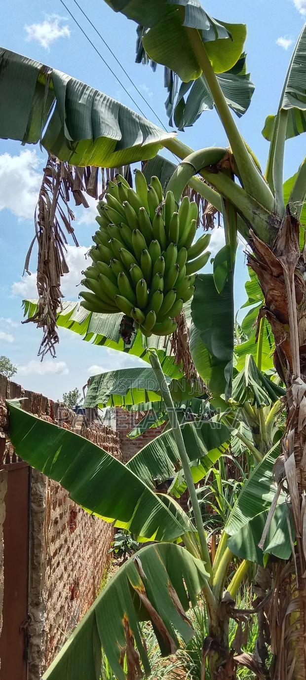 Ripe Bananas/Ndizi Ya Kuivisha - thumbnail 2