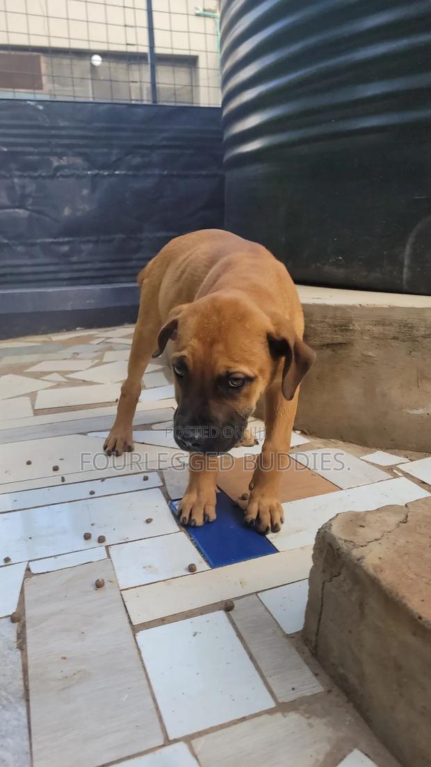 1-3 months Male Purebred Boerboel - main view