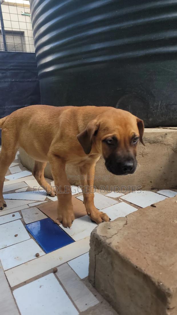 1-3 months Male Purebred Boerboel - thumbnail 3