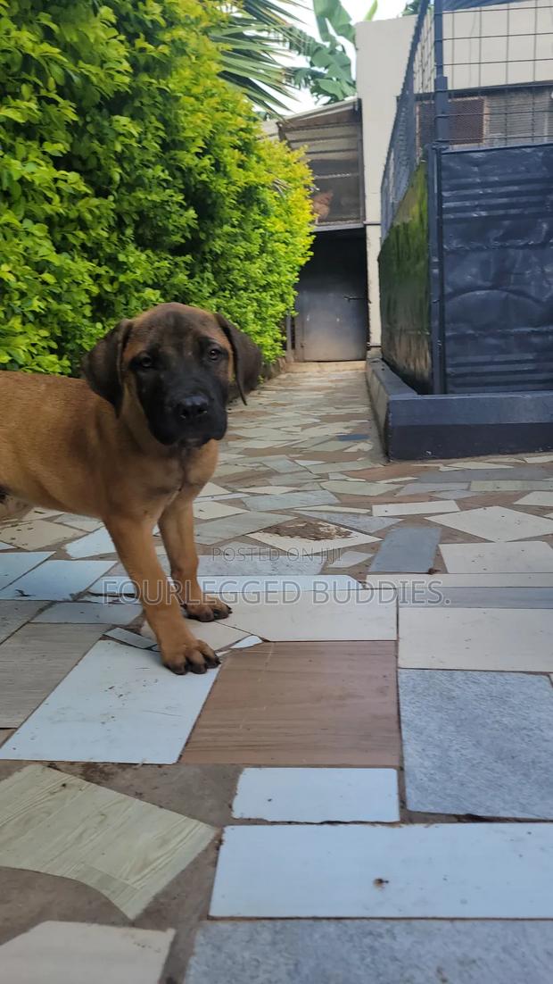 1-3 months Male Purebred Boerboel - thumbnail 4