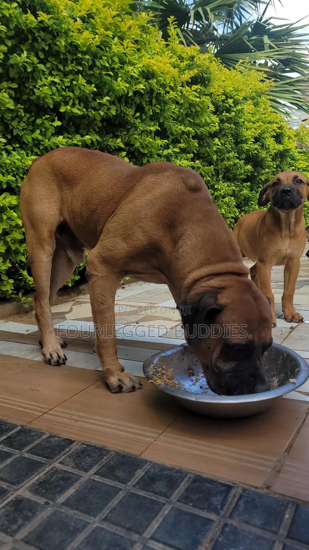 1-3 months Male Purebred Boerboel - thumbnail 5