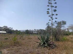 1 Acre Kenol Machakos