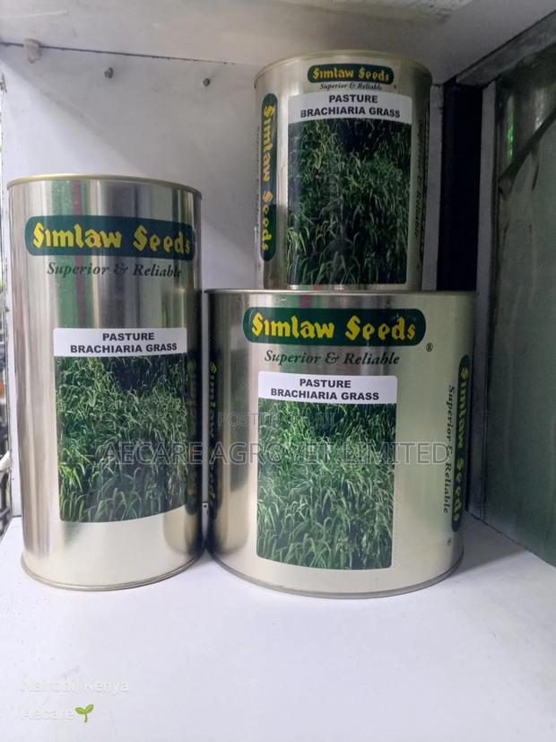 Bracharia Pasture Grass Seeds 250g, 500g, 1kg - main view