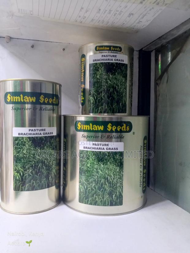 Bracharia Pasture Grass Seeds 250g, 500g, 1kg - thumbnail 3