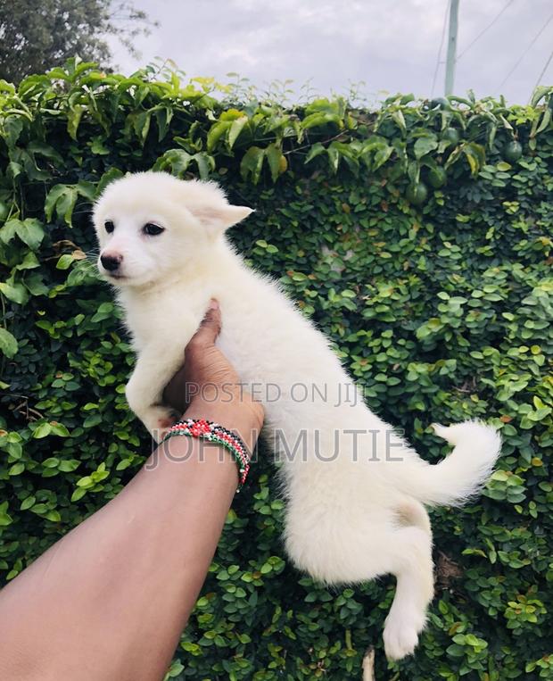 1-3 months Female Purebred Japanese Spitz - thumbnail 3