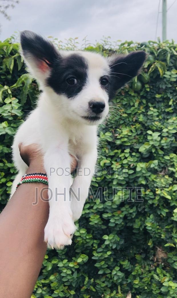1-3 months Female Purebred Japanese Spitz - thumbnail 4