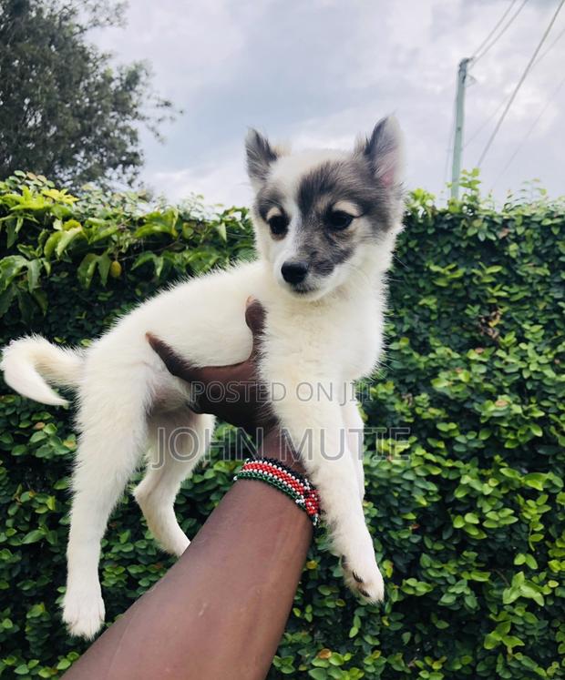 1-3 months Female Purebred Japanese Spitz - main view