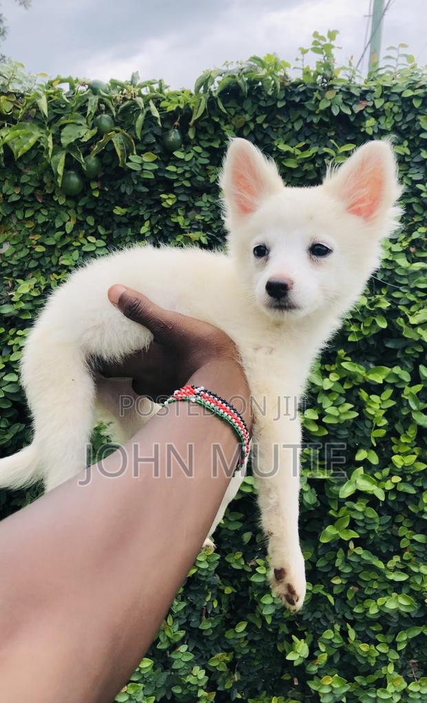 1-3 months Female Purebred Japanese Spitz - thumbnail 5