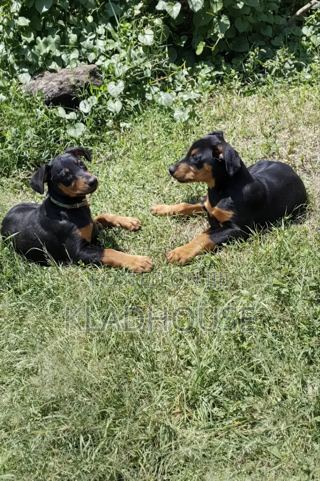 1-3 months Female Purebred Doberman Pinscher