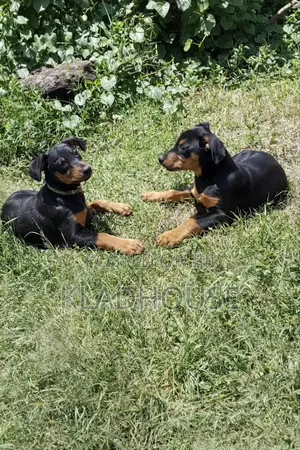 1-3 months Female Purebred Doberman Pinscher