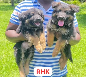 3-6 months Male Purebred German Shepherd
