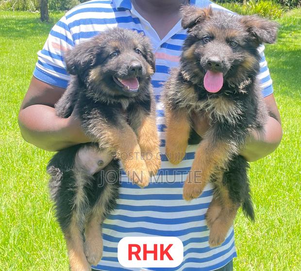 3-6 months Male Purebred German Shepherd