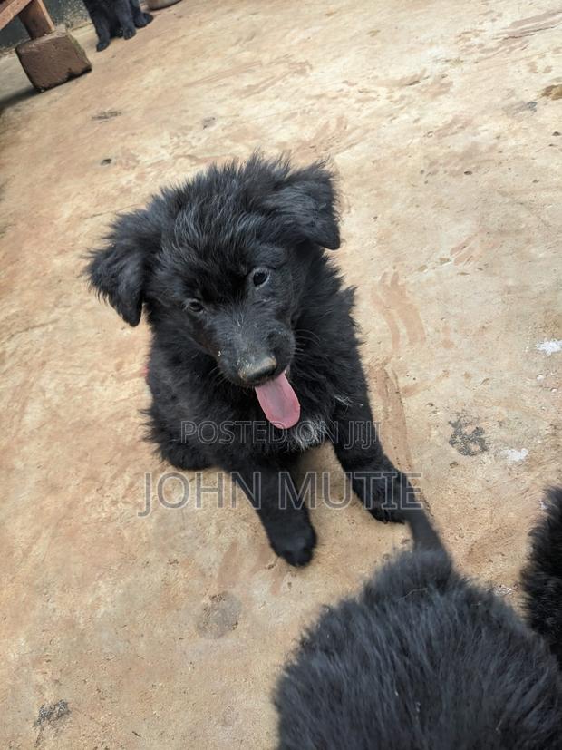 3-6 months Male Purebred German Shepherd - thumbnail 3