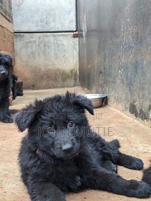 3-6 months Male Purebred German Shepherd - thumbnail 2