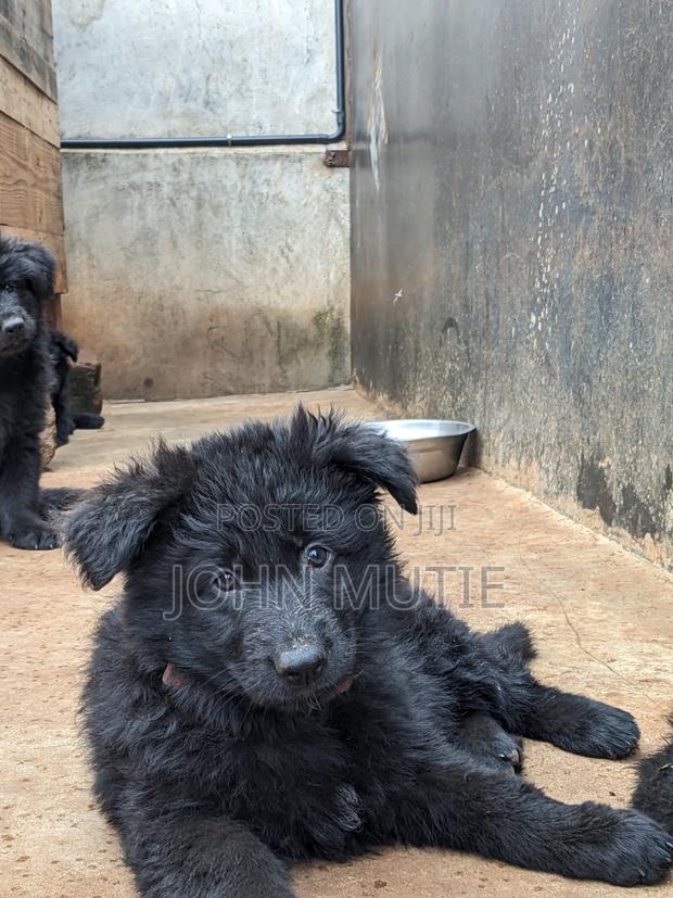 3-6 months Male Purebred German Shepherd - main view