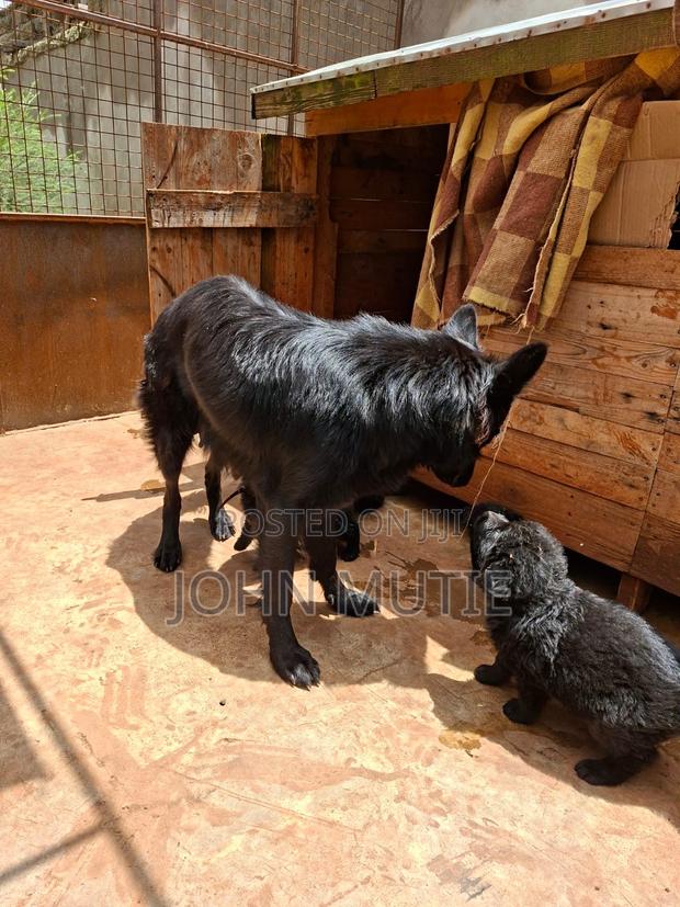 3-6 months Male Purebred German Shepherd - thumbnail 7