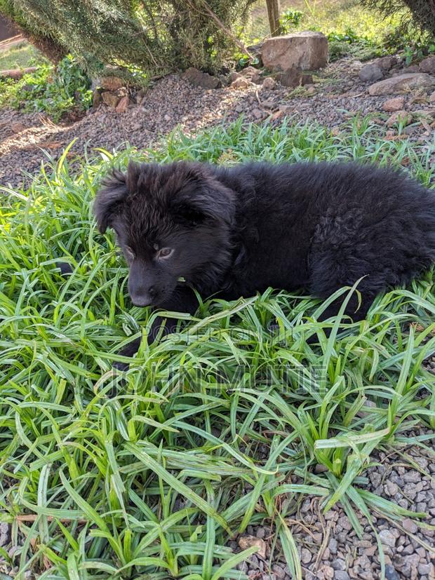 3-6 months Male Purebred German Shepherd - thumbnail 4