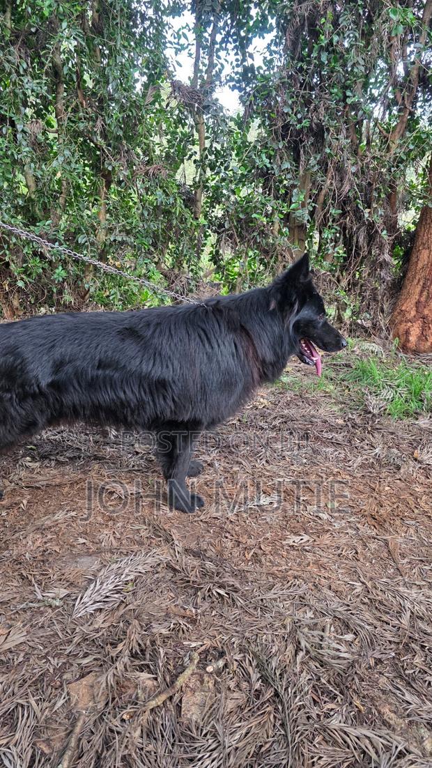 3-6 months Male Purebred German Shepherd - thumbnail 5