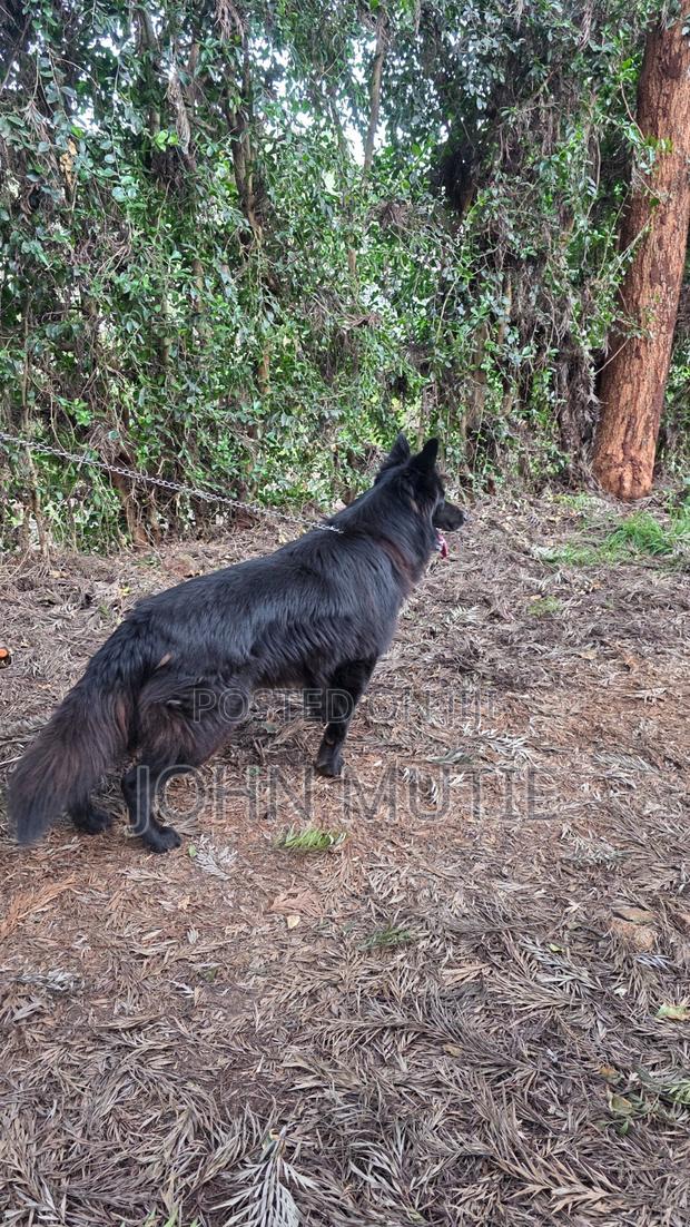 3-6 months Male Purebred German Shepherd - thumbnail 6