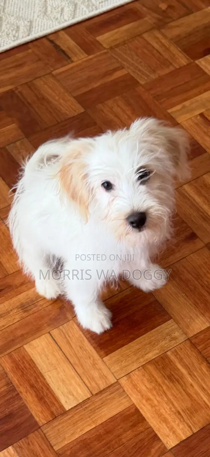 1-3 months Female Purebred Havanese