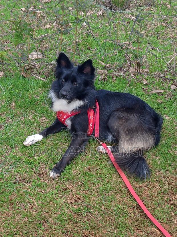 6-12 months Female Mixed Breed Border Collie - main view