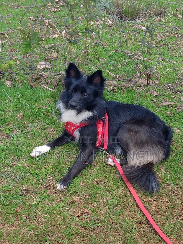 6-12 months Female Mixed Breed Border Collie - thumbnail 3