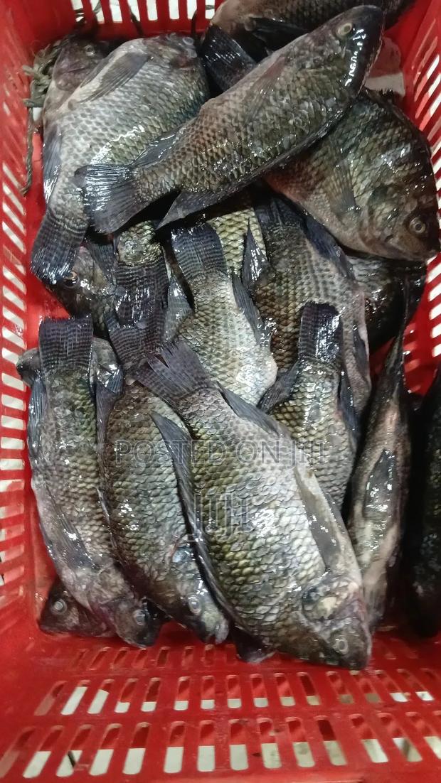 Fresh Tilapia Fish For Sale