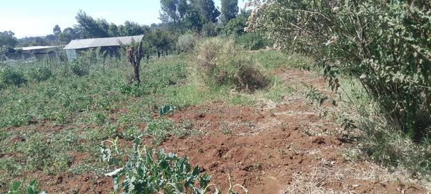 50*100 Plot on Quick Sale - thumbnail 18