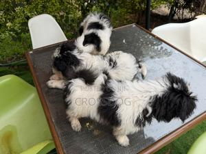 1-3 months Male Mixed Breed Maltese - thumbnail 2