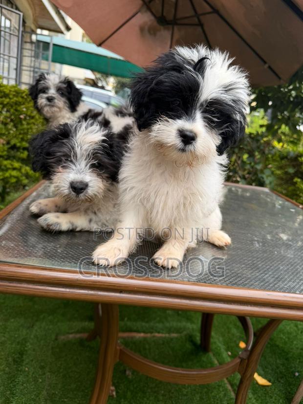 1-3 months Male Mixed Breed Maltese - thumbnail 3