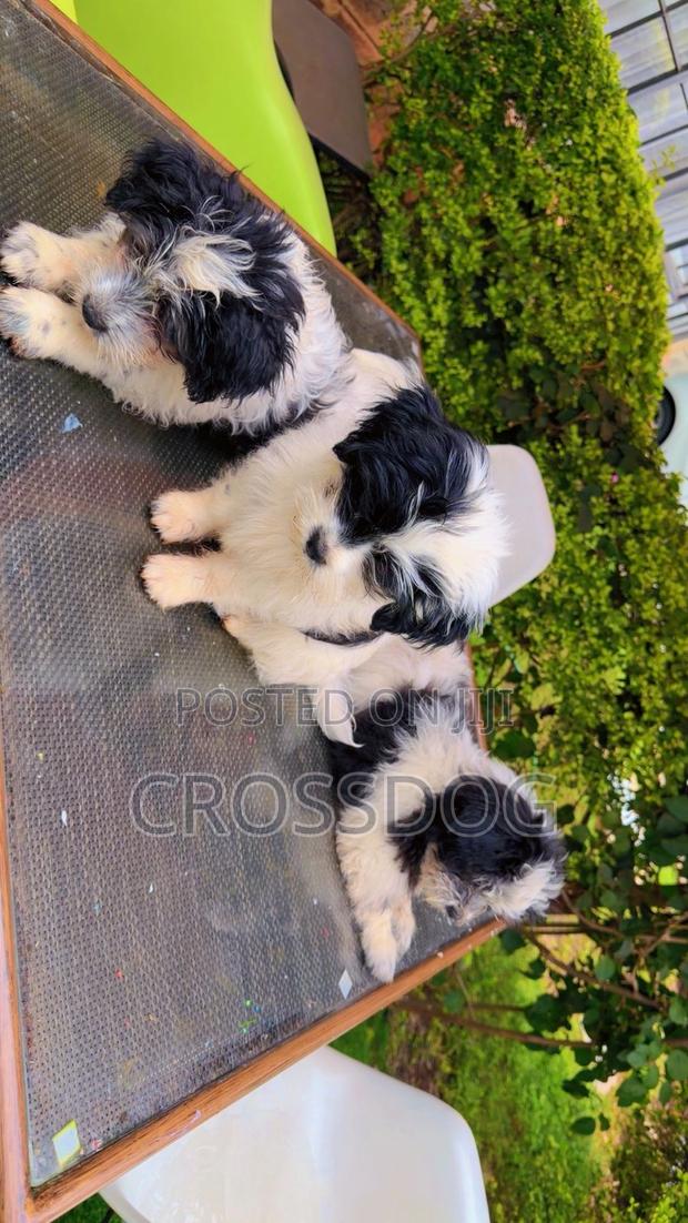 1-3 months Male Mixed Breed Maltese - thumbnail 5