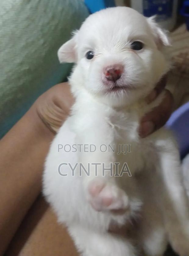 0-1 month Male Mixed Breed Japanese Spitz