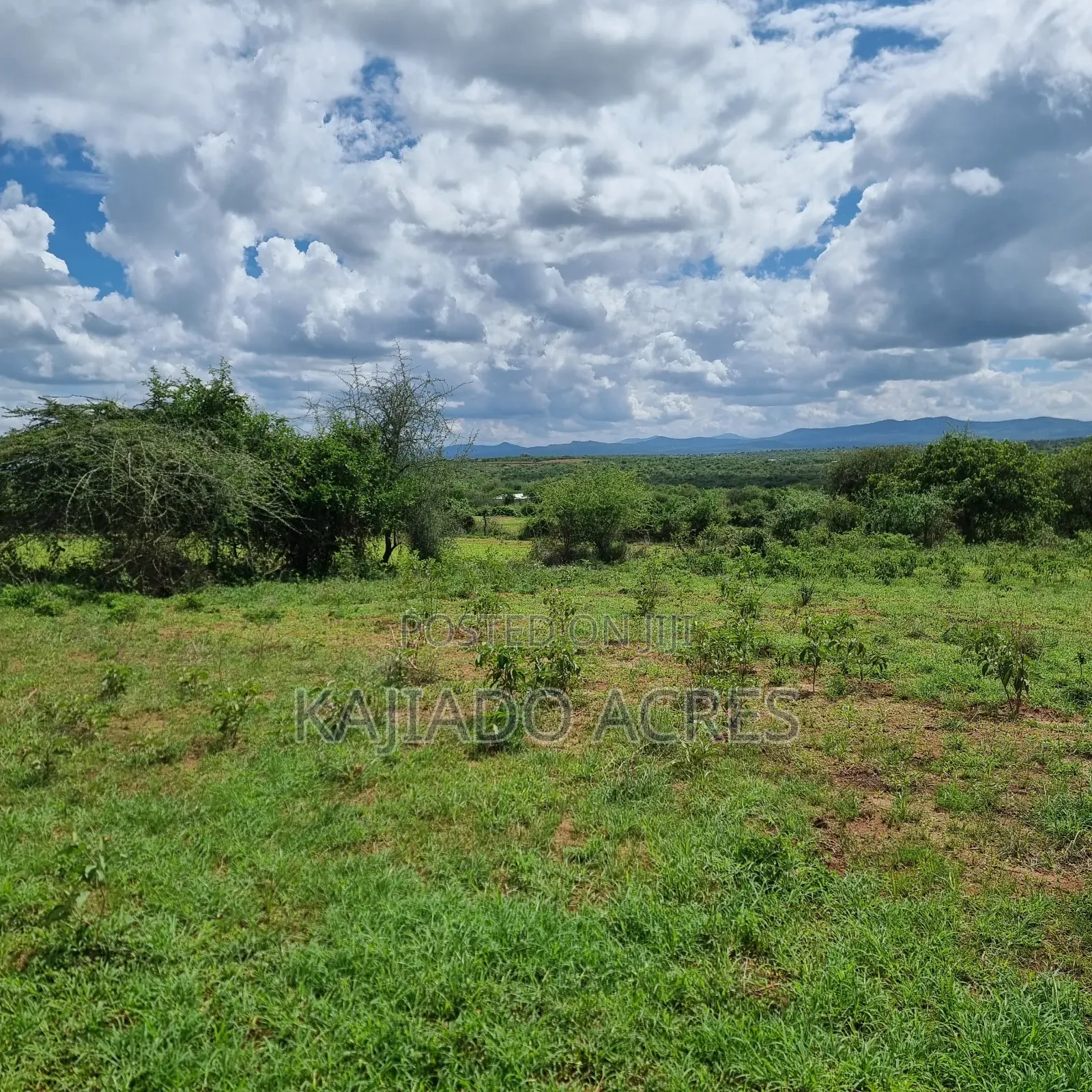 6 Acres Mashuru at Per Acre