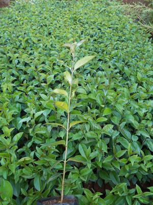 Japonica Seedlings - thumbnail 2