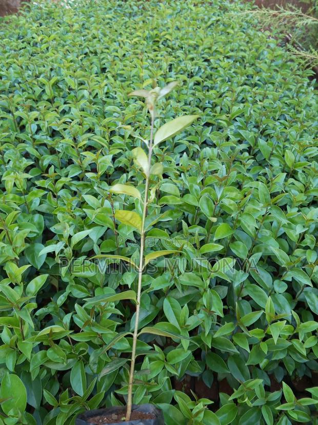 Japonica Seedlings - main view