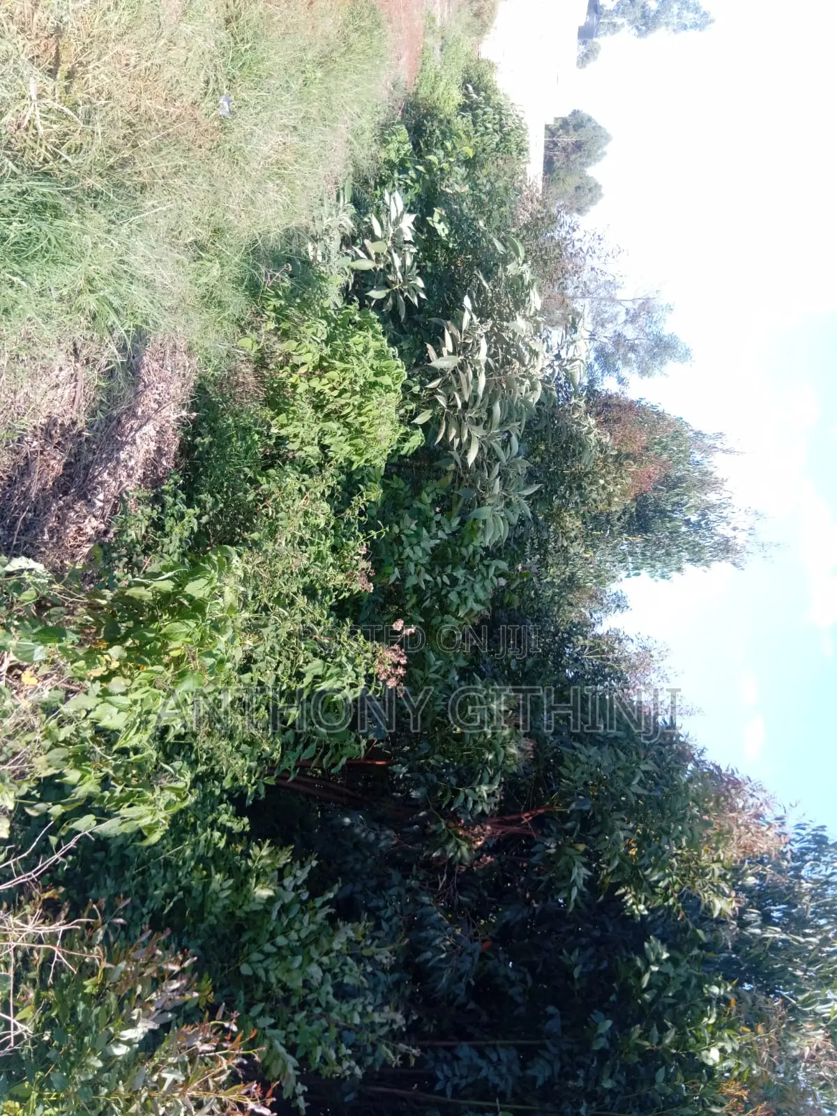 1/4 Acre Nyathuna