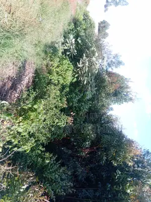 1/4 Acre Nyathuna