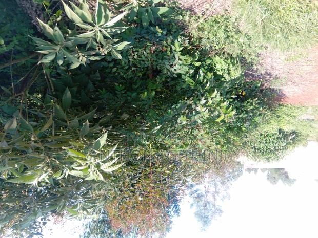 1/4 Acre Nyathuna - thumbnail 8