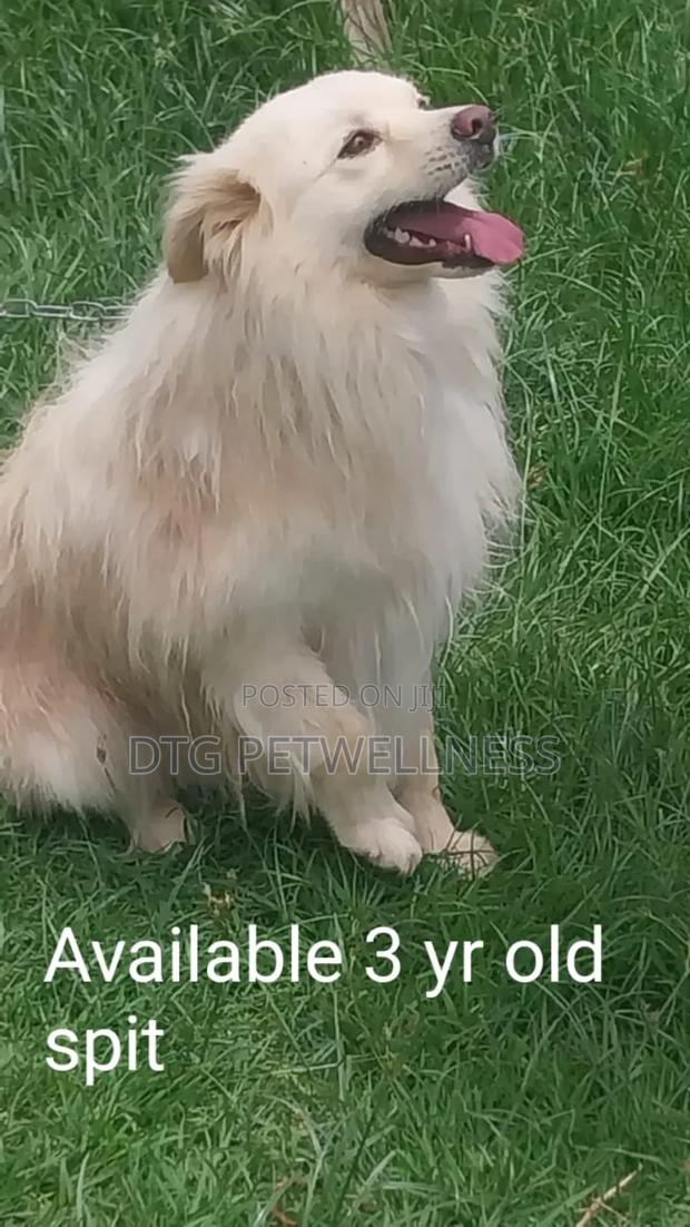 1+ year Male Mixed Breed Japanese Spitz - main view
