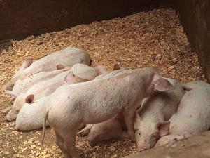 Pigs Young Piglets for Sale - thumbnail 2