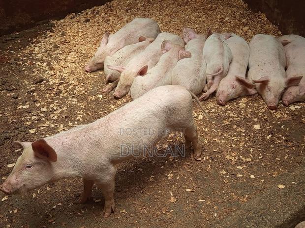 Pigs Young Piglets for Sale - thumbnail 3
