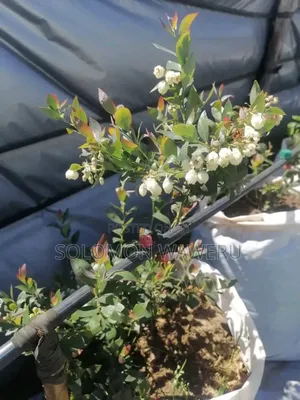 Welcome to Sowa Farm We Have the Best Quality Seedlings
