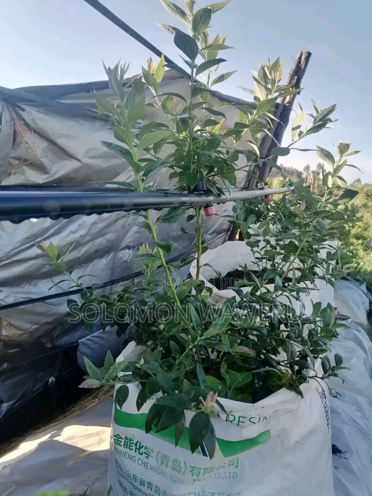 Welcome to Sowa Farm We Have the Best Quality Seedlings