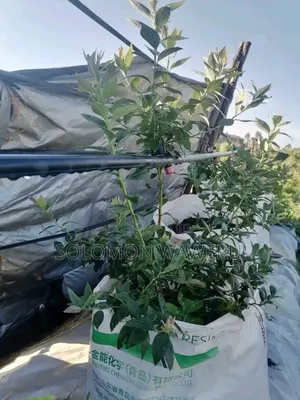 Welcome to Sowa Farm We Have the Best Quality Seedlings