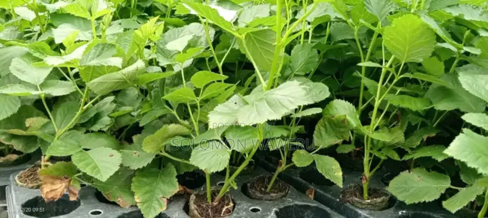 Blackberries