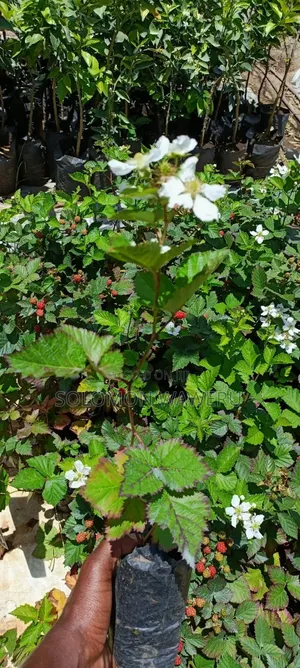 Blackberries