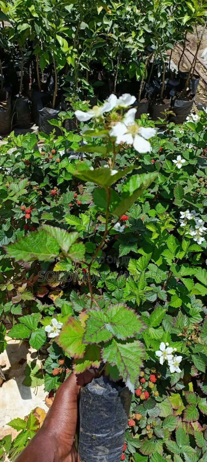 Blackberries