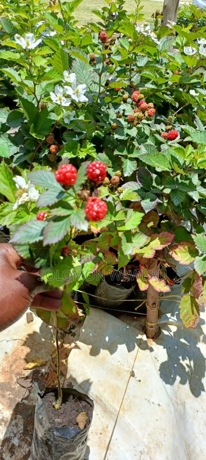 Blackberries