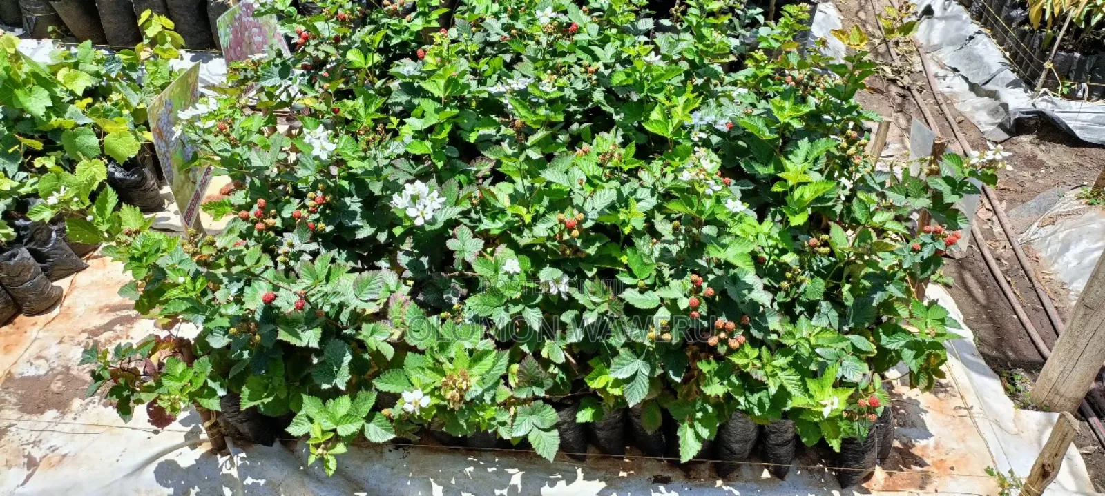 Blackberries