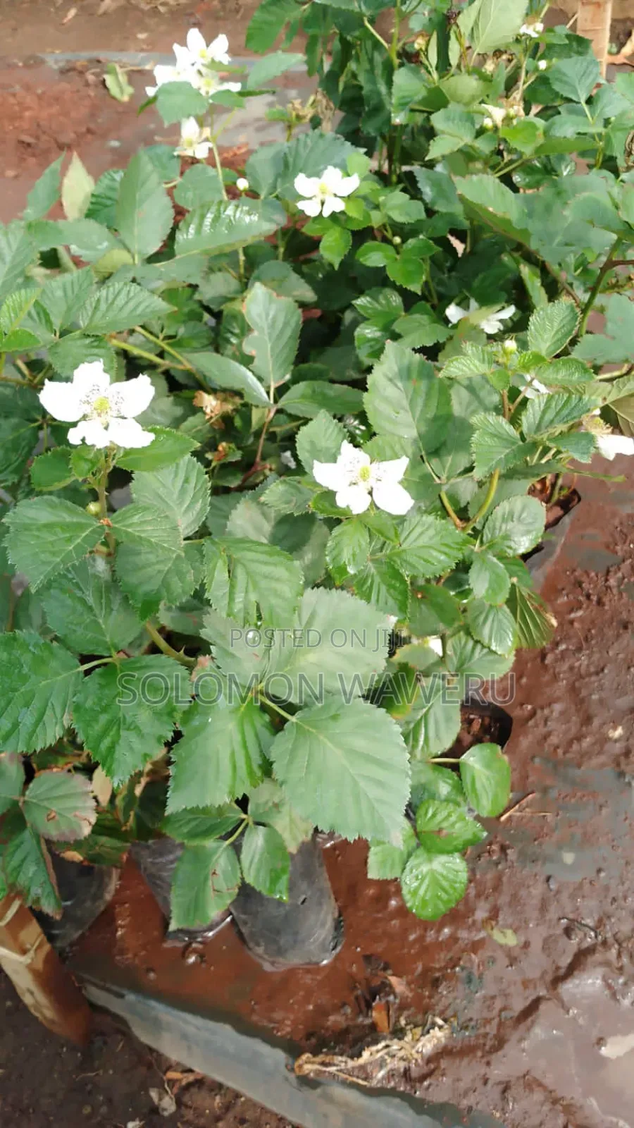 Blackberries